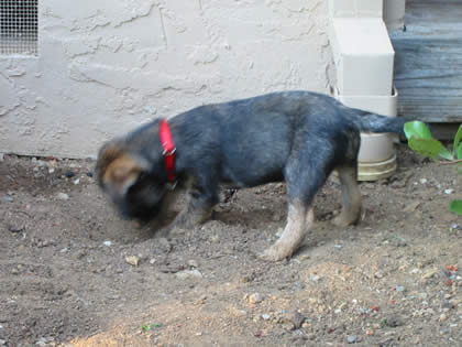 Coda doing what a terrier does best -- digging