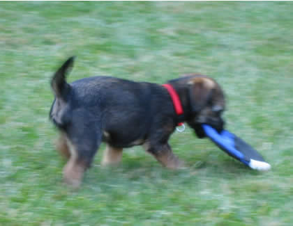 Coda with her favorite toy