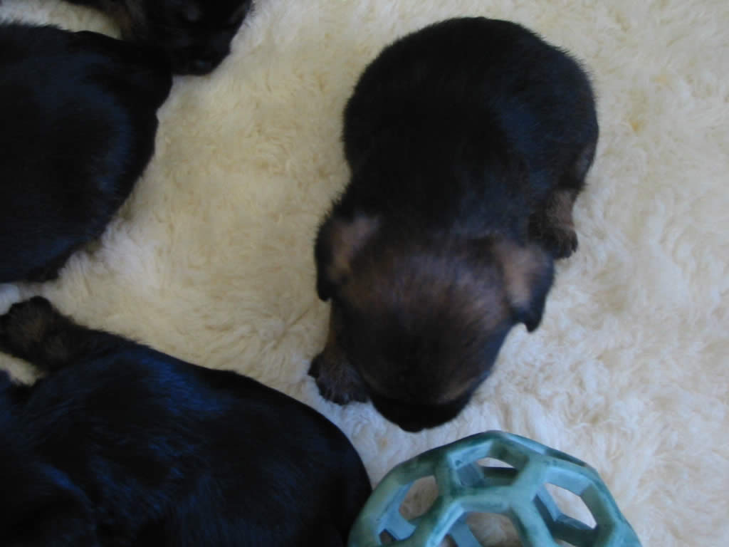 pup playing with ball