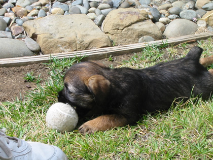 Doc with ball