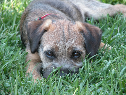 Coda lying in wait -- 15 weeks old