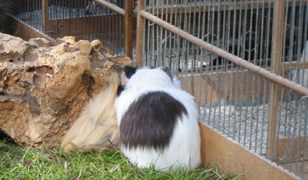 guineas